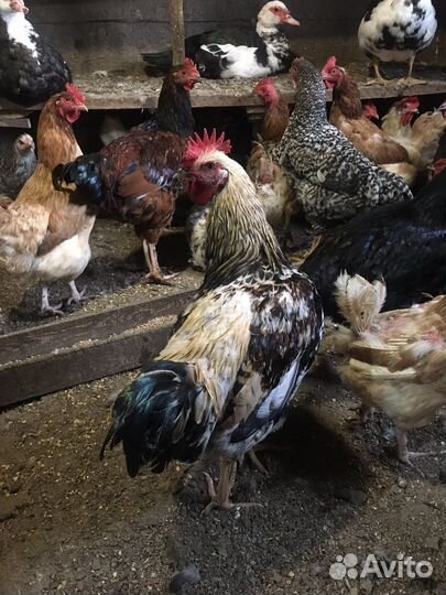 Молодые петухи