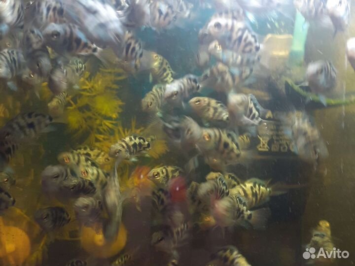 Сапфировый попугай панда