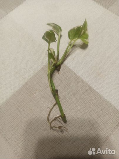 Сциндапсус энджой