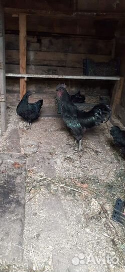 Курицы породы Ухейилюй (Китайские породы)