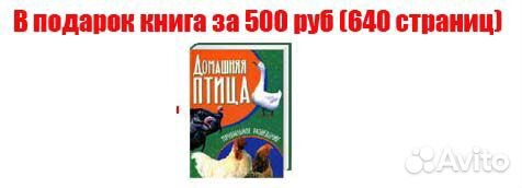 Инкубатор для яиц блиц Норма Луппер 72