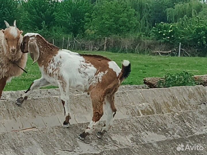 Коза и козлёнок англо-нубийская пород