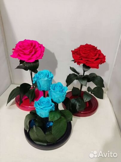 Розы оптом