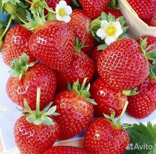 Рассада клубники
