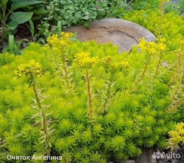 Почвопокровники для сада (многолетники)