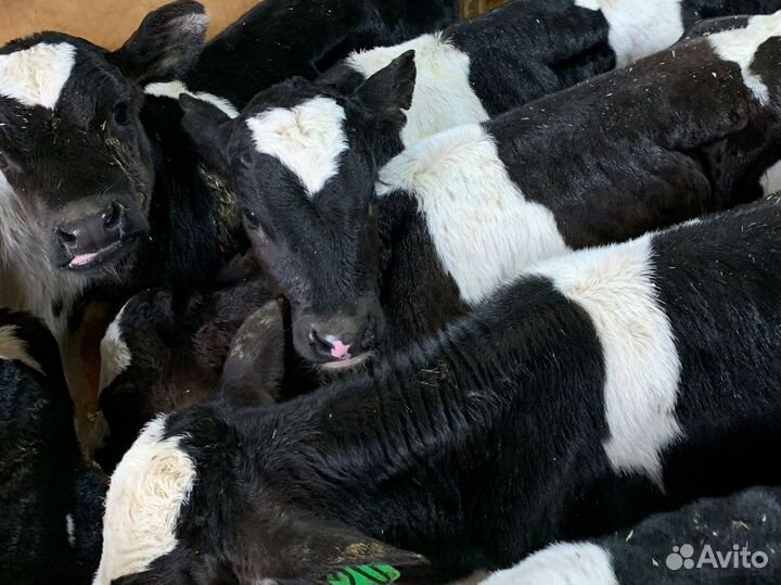 Бычки телочки