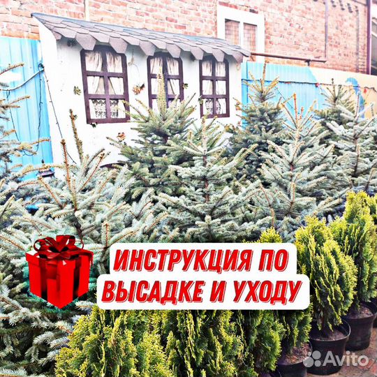 Голубые ели с гарантией доставкой посадкой