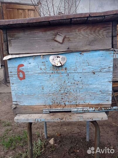 Продам пчелосемьи