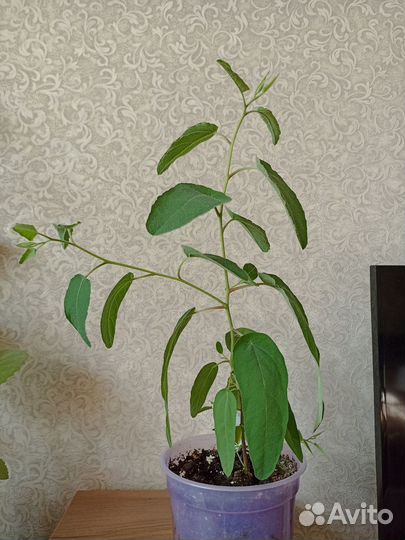 Эвкалипт Флагман