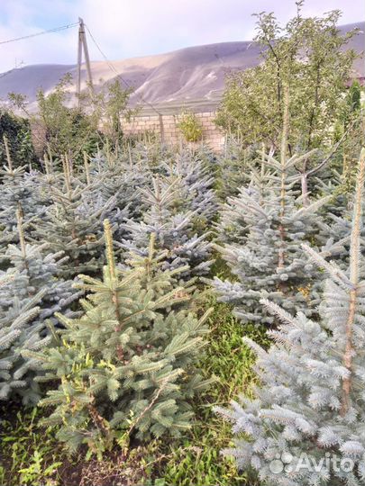 Голубая ель