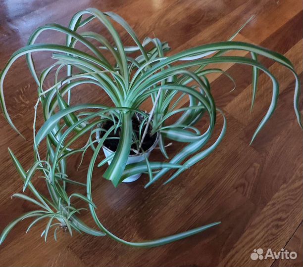 Хлорофитумы. Традесканция Рео. Герань