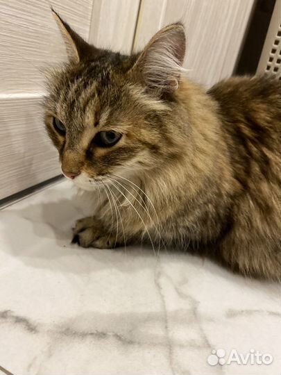 Кошки в добрые руки