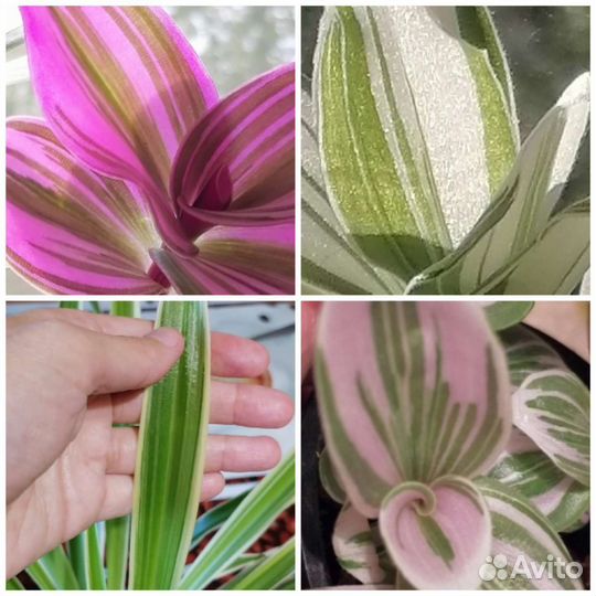 Традесканция белая, розовая Нанук, хлорофитум