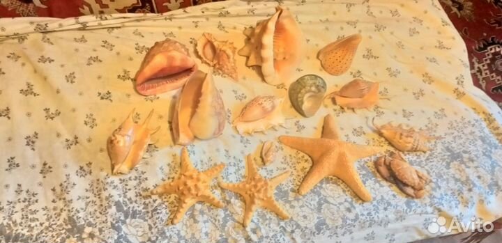 Ракушки и морские звезды