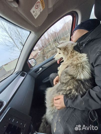 Хаски помесь Нюша