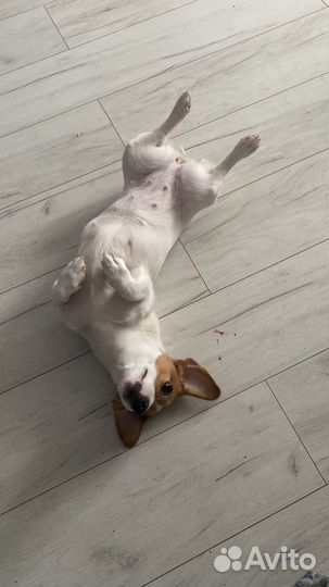 Передержка,выгул собак и грызунов