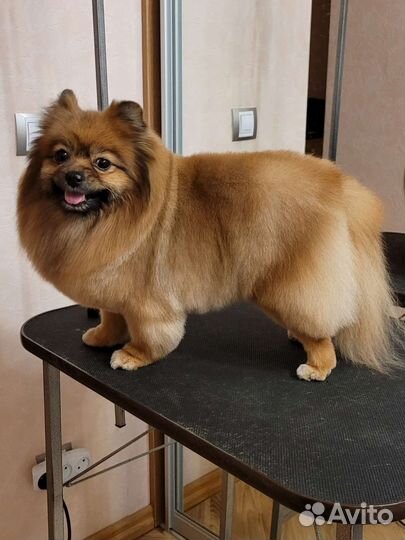 Стрижка собак и кошек в Самаре. Груминг