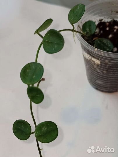 Хойи сортовые