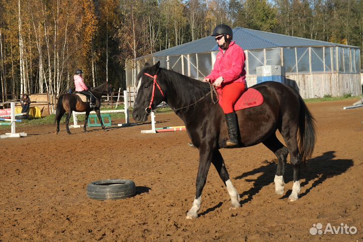 Идеальная лошадь для души и занятий