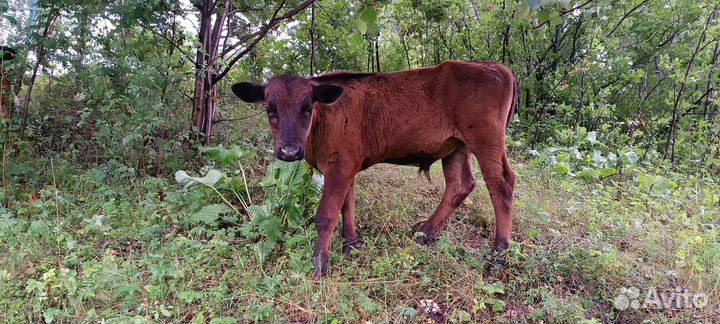 Коровы быки телята