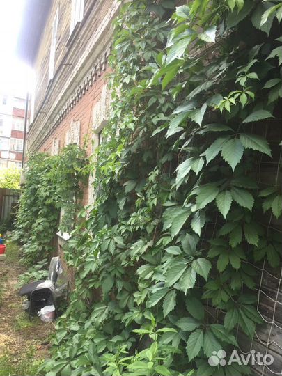 Дикий виноград