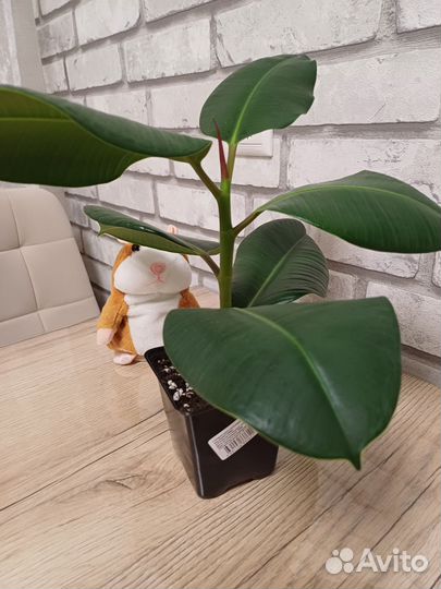 Фикус каучуконосный