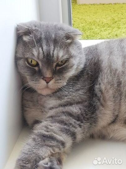 Передержка животных