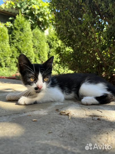 Котенок мальчик,отдам в добрые руки