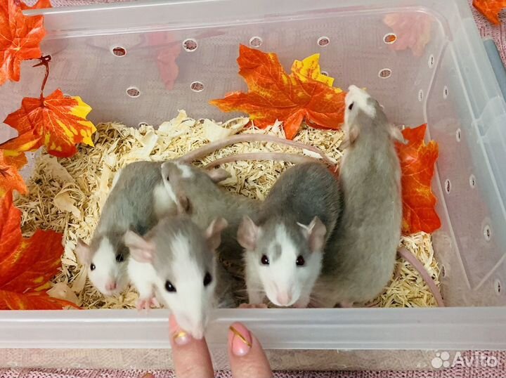 Декоративные крысята в питомцы