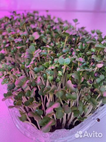 Микрозелень