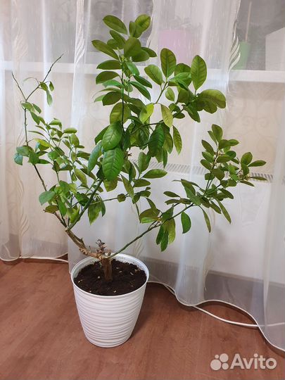 Мандариновое дерево с плодами