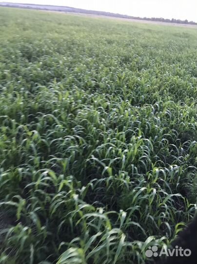 Сено в тюках