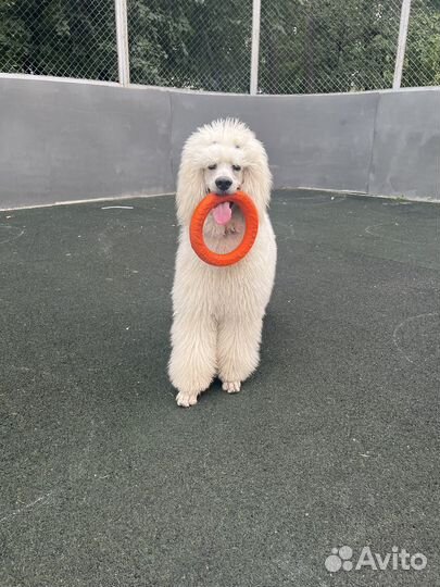 Выгул собак