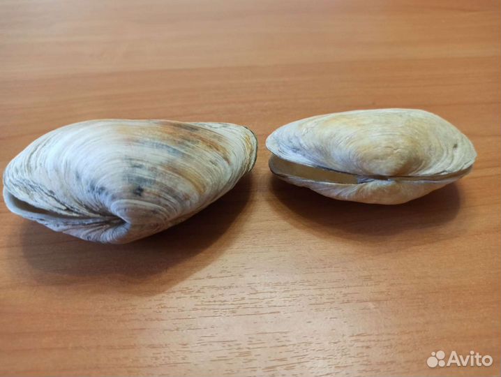 Морские раковины