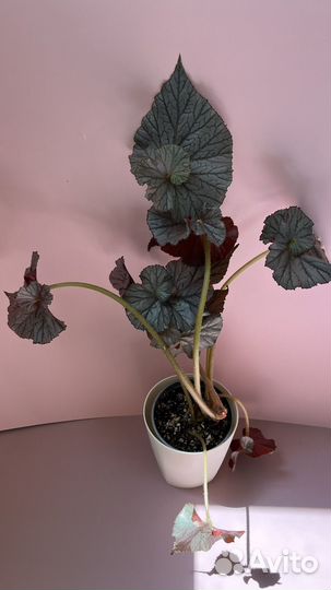 Бегонии сортовые, коллекционные, взрослые