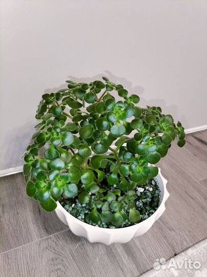 Аихризон (дерево любви)