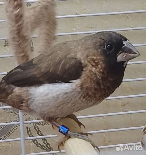 Японские амадины