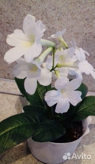 Стрептокарпусы детки