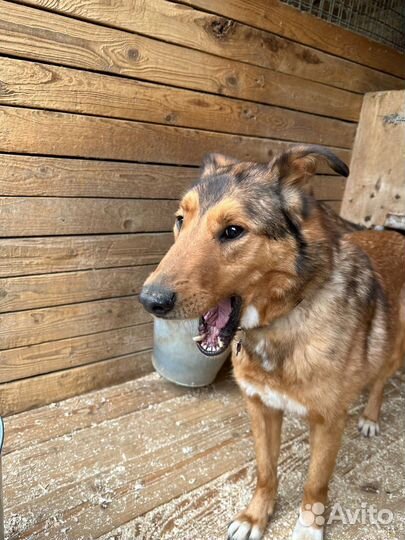 Собаке очень нужно в семью