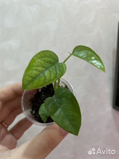 Эпипремнумы/ сциндапсусы