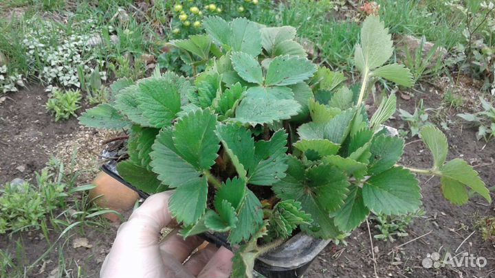 Купчиха, Фестивальная