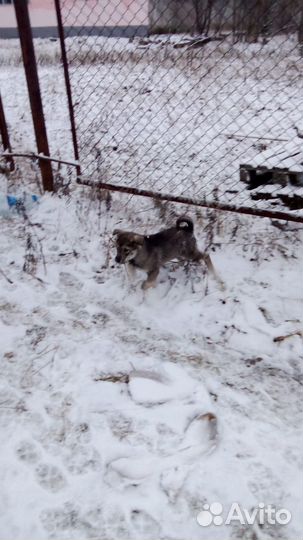 Лайка охотничья