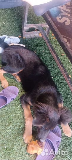 Метис с немецкой овчаркой