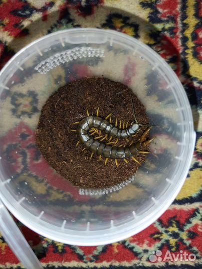 Пауки птицееды