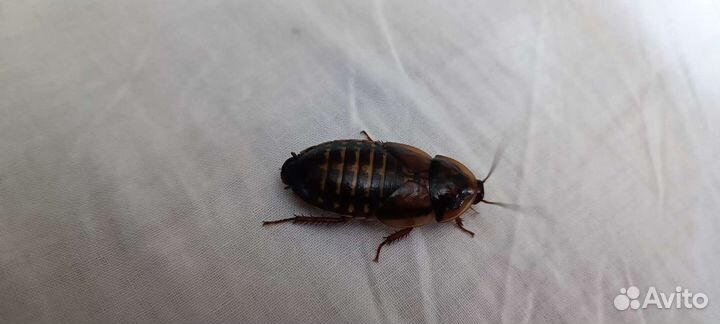 Аргентинский таракан Blaptica dubia