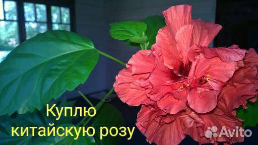 Гибискус китайская роза