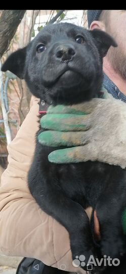 Собака немецкий шарпей