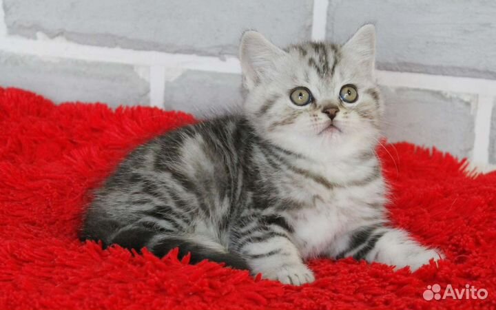 Шотландские котята