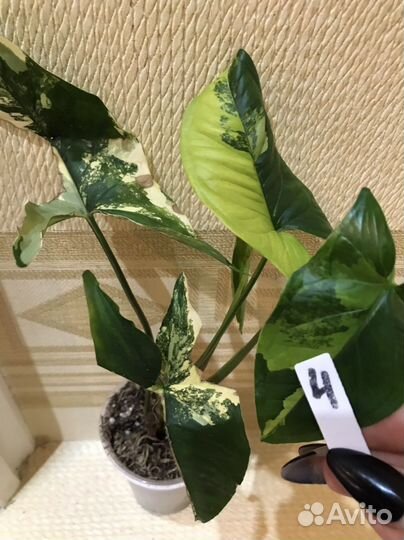 Сингониум Aurea Syngonium или Podophyllum Californ