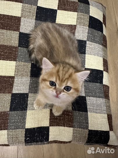 Золотая британская шиншилла ny 12 ny 22 ny 23